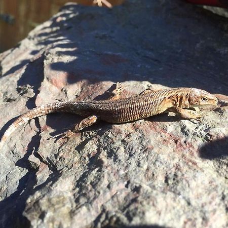 The Sandrock Lynton Luaran gambar